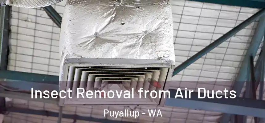  Insect Removal from Air Ducts Puyallup - WA